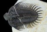 Spiny Comura Trilobite #128999-2